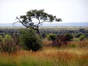 056  Kruger Park.JPG